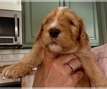 Small Photo #18 Bernedoodle Puppy For Sale in MOULTON, AL, USA