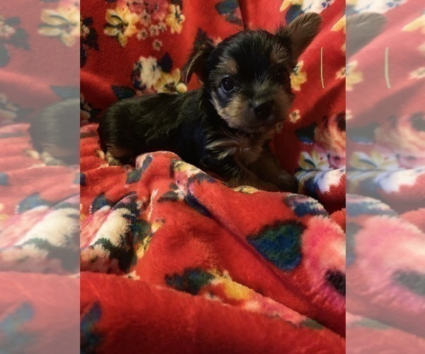 Medium Photo #15 Yorkshire Terrier Puppy For Sale in JOHNSTON CITY, IL, USA