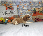 Small Photo #52 Cavalier King Charles Spaniel Puppy For Sale in CHANUTE, KS, USA