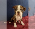 Small Photo #2 Boston Terrier Puppy For Sale in GILBERT, AZ, USA