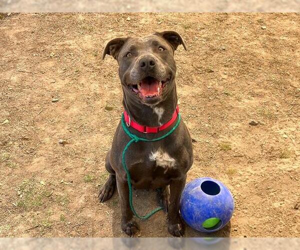 Medium Photo #2 American Pit Bull Terrier Puppy For Sale in Orange, CA, USA