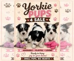Image preview for Ad Listing. Nickname: Litter of 3