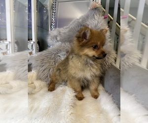 Pomeranian Puppy for sale in CROMWELL, CT, USA