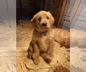 Labradoodle Puppy for sale in CHILLICOTHE, MO, USA