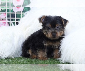 Yorkshire Terrier Puppy for sale in MARIETTA, GA, USA