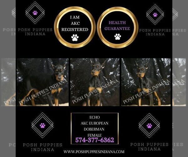 Medium Photo #7 Doberman Pinscher Puppy For Sale in WARSAW, IN, USA