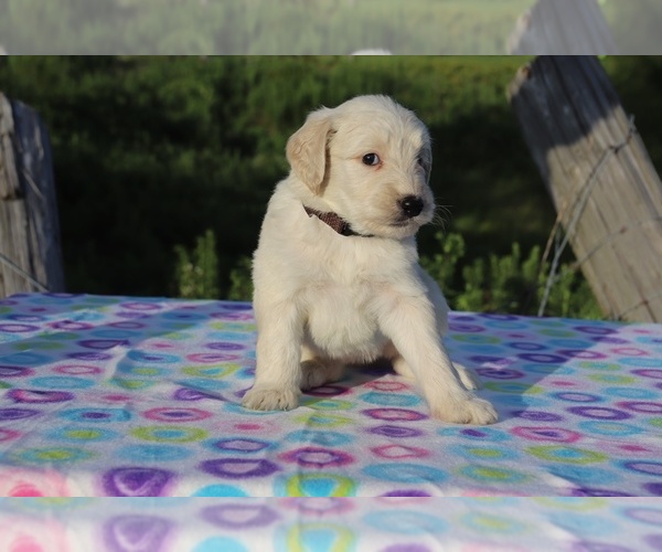 Medium Photo #4 Goldendoodle Puppy For Sale in UNION CITY, TN, USA
