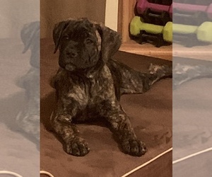 Cane Corso Puppy for sale in PASS CHRISTIAN, MS, USA