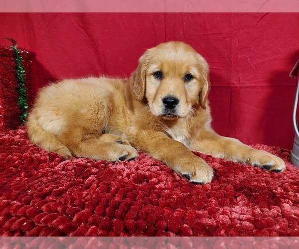 Medium Photo #2 Golden Retriever Puppy For Sale in BLACK FOREST, CO, USA