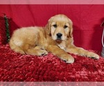 Small Photo #2 Golden Retriever Puppy For Sale in BLACK FOREST, CO, USA