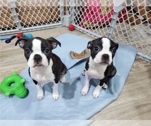 Boston Terrier Puppy for sale in ROCHESTER, NY, USA
