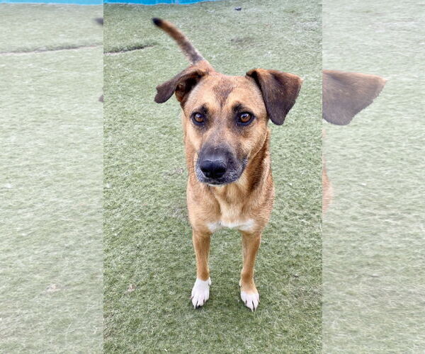 Medium Photo #3 Labrador Retriever-Unknown Mix Puppy For Sale in Newport Beach, CA, USA