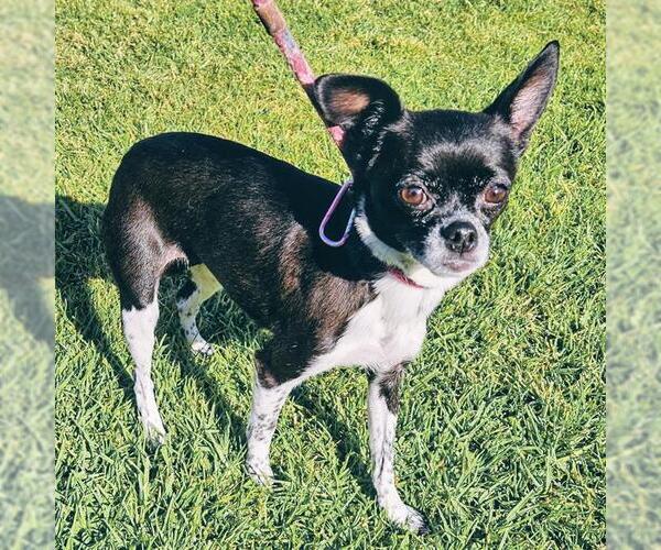 Medium Photo #1 Chihuahua Puppy For Sale in Camarillo, CA, USA