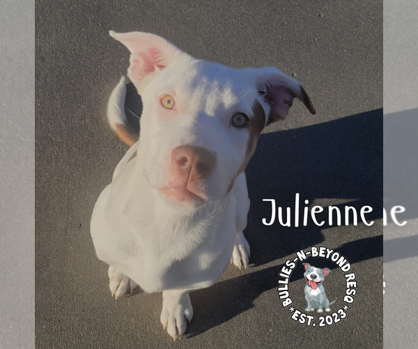 Medium Photo #4 Staffordshire Bull Terrier-Unknown Mix Puppy For Sale in Omaha, NE, USA