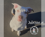 Small #3 Staffordshire Bull Terrier Mix