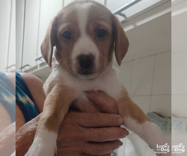 Medium Photo #2 Mutt Puppy For Sale in Washington, DC, USA