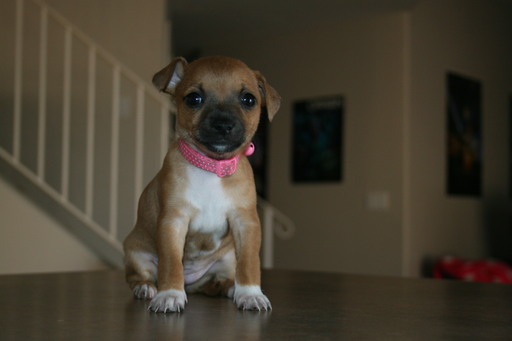Medium Photo #1 Taco Terrier Puppy For Sale in TUCSON, AZ, USA