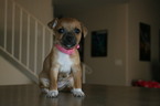 Small Photo #1 Taco Terrier Puppy For Sale in TUCSON, AZ, USA