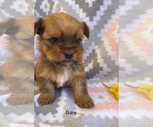 Unknown-Yorkshire Terrier Mix Puppy for sale in HILLSBORO, TX, USA