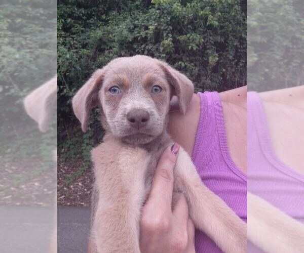 Medium Photo #3 Mutt Puppy For Sale in Bethesda, MD, USA