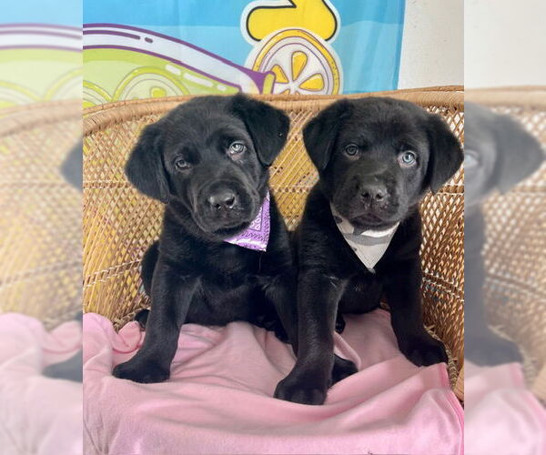 Medium Photo #3 Labrador Retriever-Unknown Mix Puppy For Sale in Bellevue, WA, USA