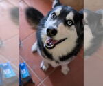 Small #2 Siberian Husky Mix