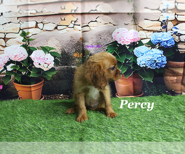 Medium Photo #11 Cavalier King Charles Spaniel Puppy For Sale in CHANUTE, KS, USA