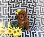 Small Photo #1 Poodle (Toy) Puppy For Sale in NEW PROVIDENCE, PA, USA