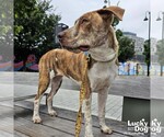 Small #4 Mutt