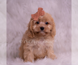 Medium Cavapoo (Miniature)