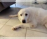 Small Photo #24 Great Pyrenees Puppy For Sale in Spring, TX, USA