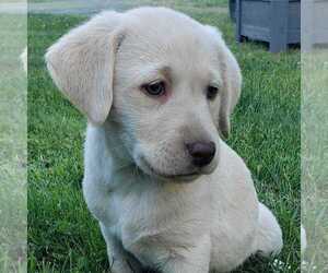 Labrador Retriever Puppy for sale in OLYMPIA, WA, USA