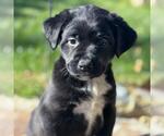 Small #2 Labrador Retriever Mix