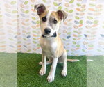 Small Mutt