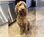 Small Photo #1 Goldendoodle Puppy For Sale in LOWVILLE, NY, USA