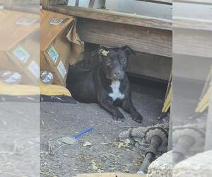 American Staffordshire Terrier-Unknown Mix Dogs for adoption in San Antonio, TX, USA