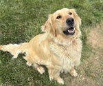 Small Photo #1 Golden Retriever Puppy For Sale in CUB RUN, KY, USA