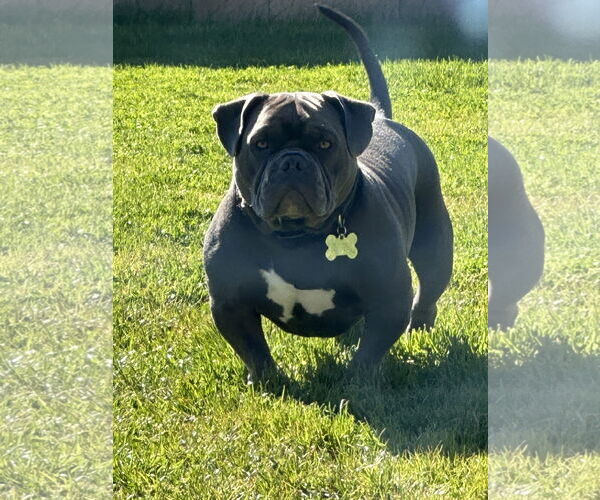 Medium Photo #2 Bulldog Puppy For Sale in Chandler, AZ, USA