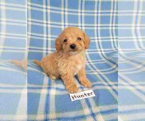 Bichpoo Puppy for sale in HOPKINSVILLE, KY, USA
