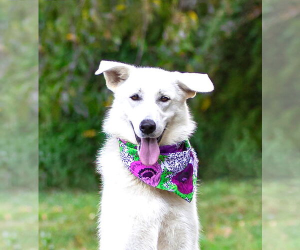 Medium Photo #7 Labrenees Puppy For Sale in Unionville, PA, USA