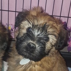 Soft Coated Wheaten Terrier Puppy for sale in ELIZABETH, CO, USA