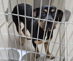 Rottweiler Dogs for adoption in Decatur, IL, USA