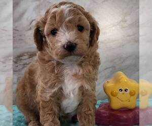 Bichpoo Puppy for sale in ARTHUR, IL, USA