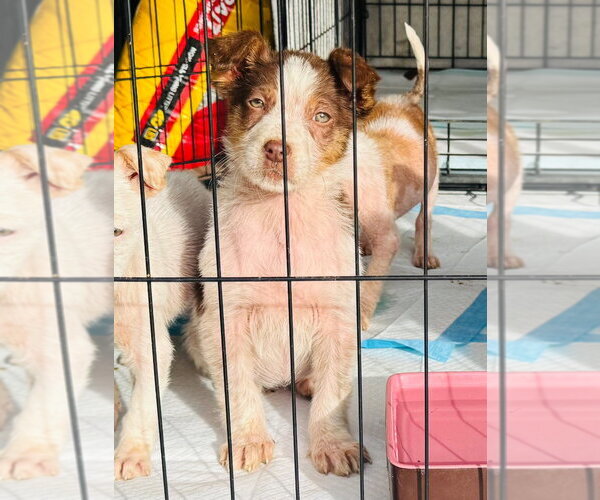 Medium Photo #3 Australian Shepherd-Unknown Mix Puppy For Sale in Claremore, OK, USA