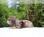 Small #19 ShihPoo