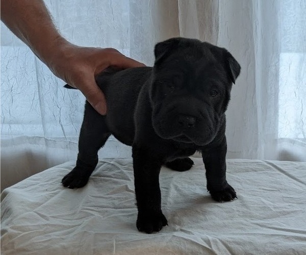 Medium Photo #1 Chinese Shar-Pei Puppy For Sale in FREMONT, IN, USA