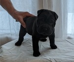 Small Photo #1 Chinese Shar-Pei Puppy For Sale in FREMONT, IN, USA