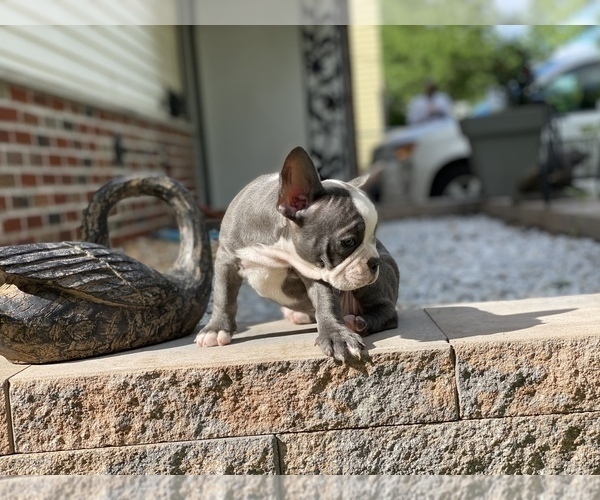 Medium Photo #10 French Bulldog Puppy For Sale in WEST ORANGE, NJ, USA