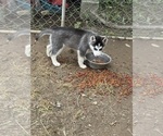 Puppy Puppy 1 German Shepherd Dog-Siberian Husky Mix