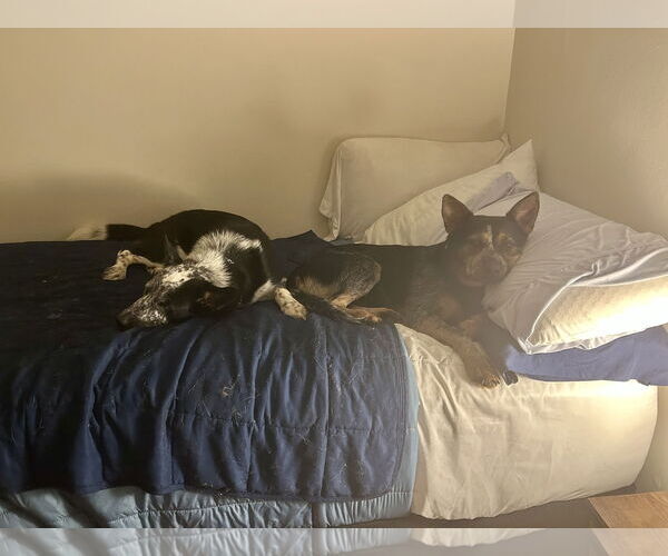 Medium Photo #4 Mutt Puppy For Sale in Garden City, NY, USA